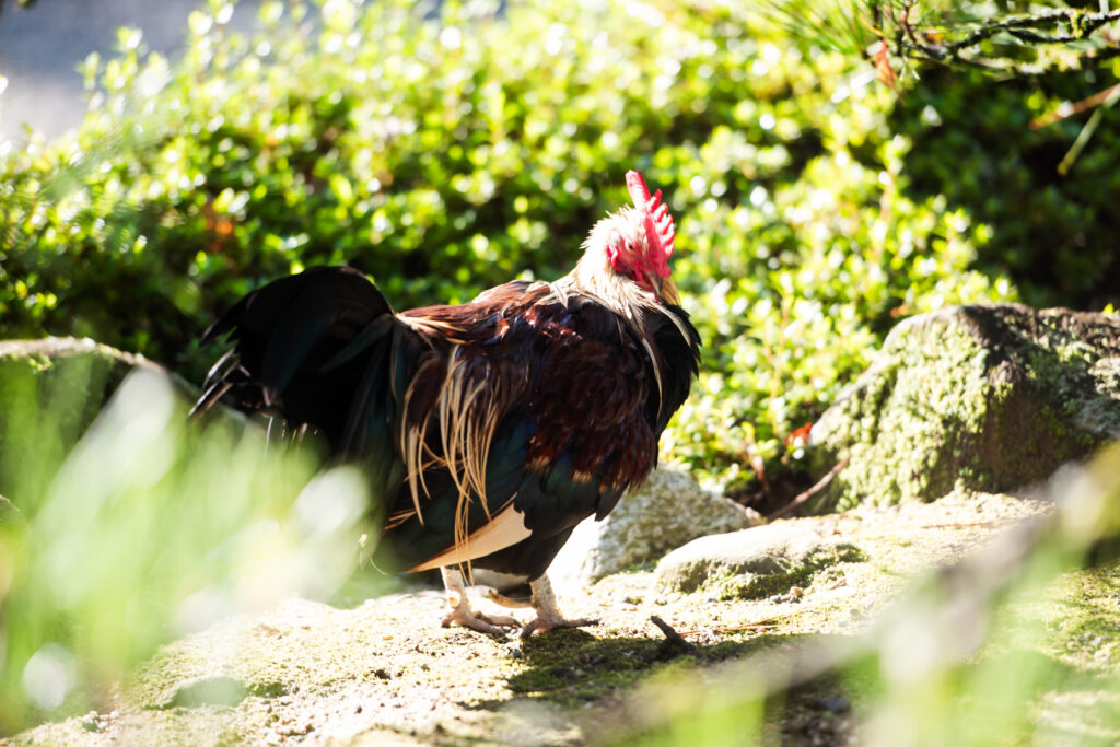 石上神宮：白無垢が映える秋の神社婚 写真